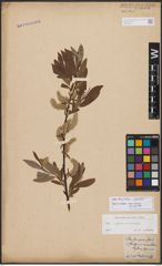 Salix burjatica Nasarow